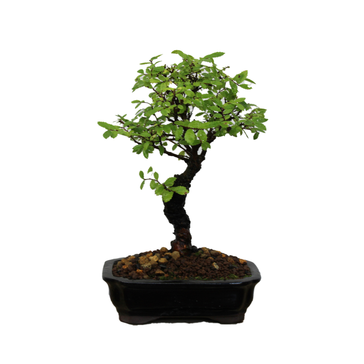 ZELKOVA NIRE KEYAKI, 12 AÑOS. Bonsái importado de Japón