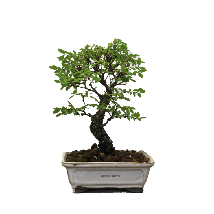 ZELKOVA NIRE KEYAKI, 12 AÑOS. Bonsái importado de Japón