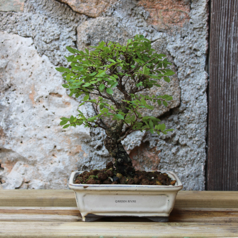 ZELKOVA NIRE KEYAKI, 12 AÑOS. Bonsái importado de Japón