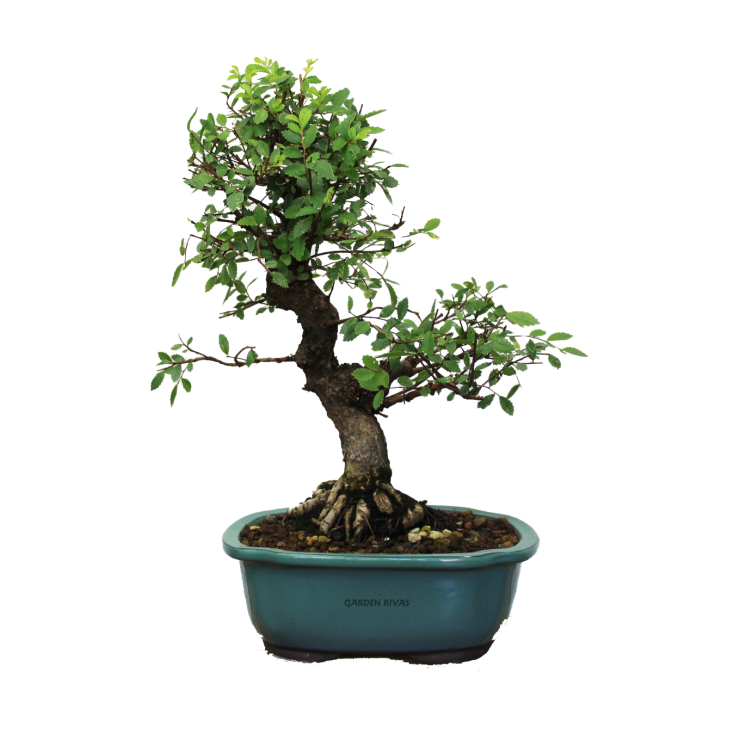 ZELKOVA NIRE KEYAKI, 12 AÑOS. Bonsái importado de Japón