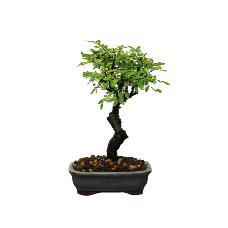 ZELKOVA NIRE KEYAKI, 12 AÑOS. Bonsái importado de Japón