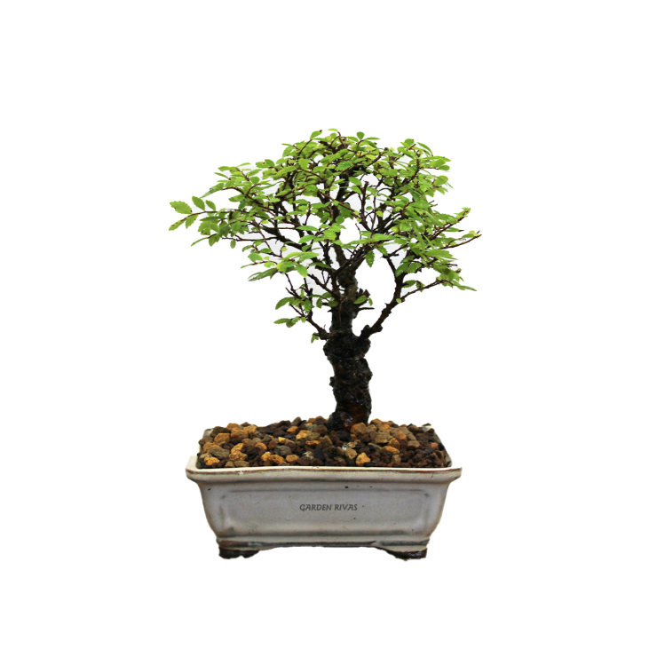 ZELKOVA NIRE KEYAKI, 12 AÑOS. Bonsái importado de Japón