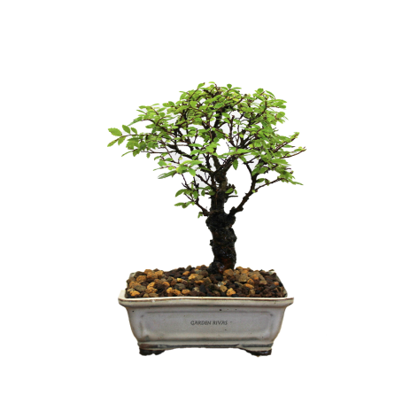 ZELKOVA NIRE KEYAKI, 12 AÑOS. Bonsái importado de Japón