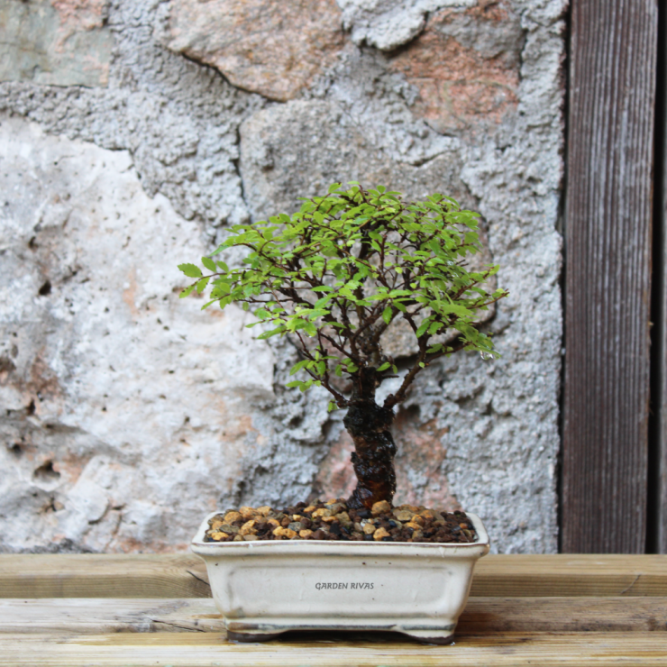 ZELKOVA NIRE KEYAKI, 12 AÑOS. Bonsái importado de Japón