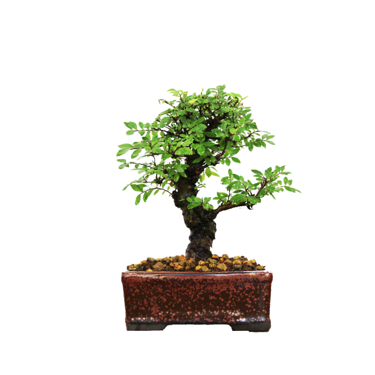 ZELKOVA NIRE KEYAKI, 13 AÑOS. SOHIN. Bonsái importado de Japón