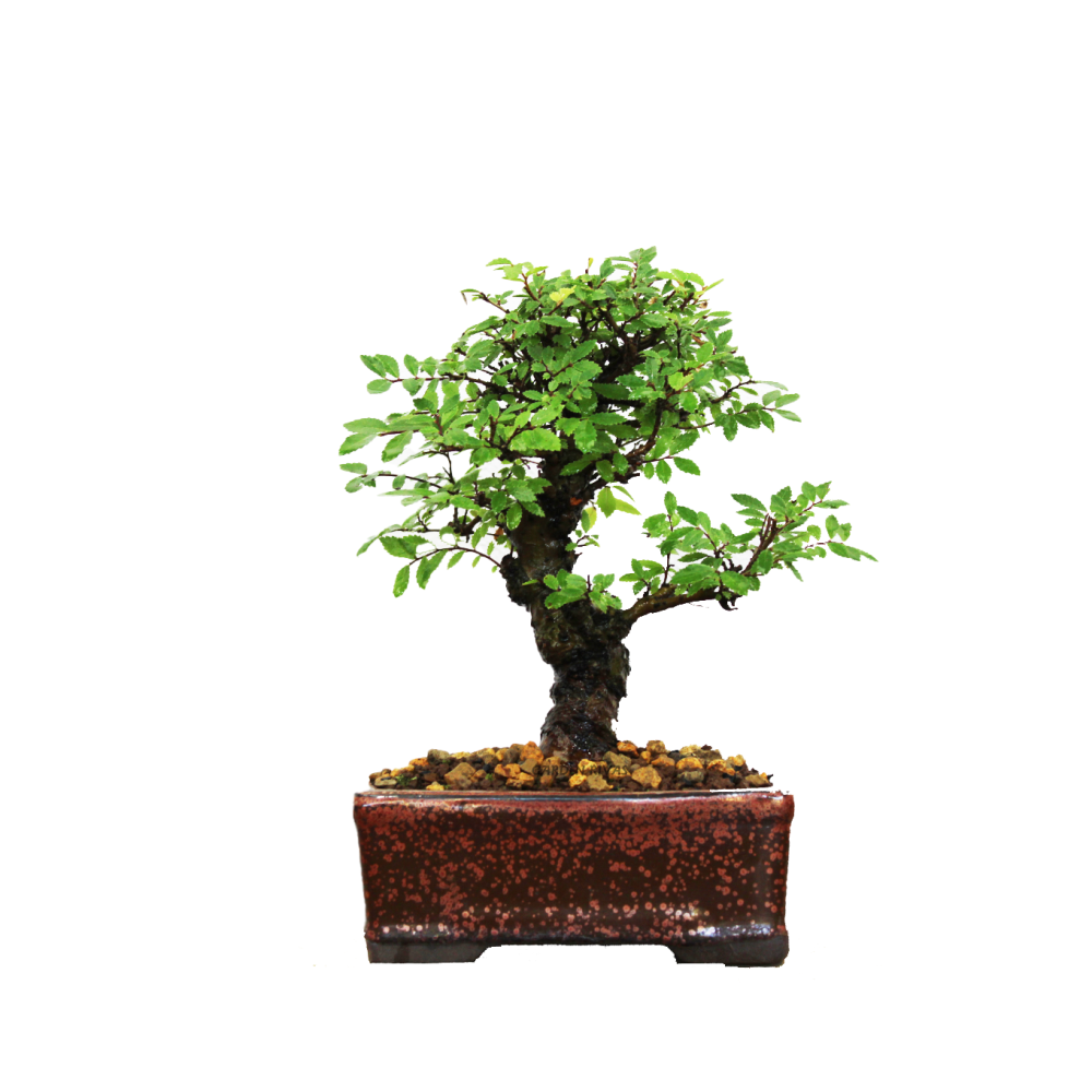 ZELKOVA NIRE KEYAKI, 13 AÑOS. SOHIN. Bonsái importado de Japón