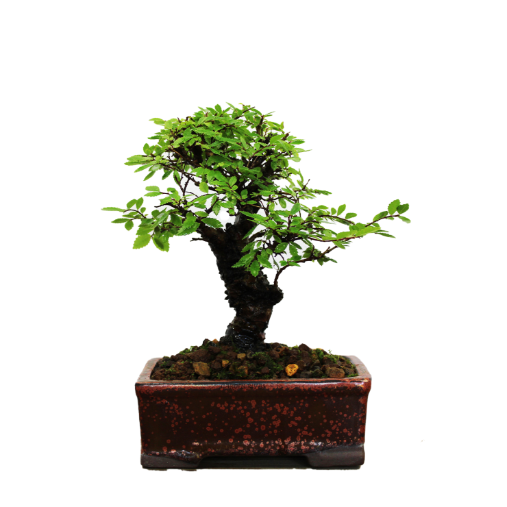 ZELKOVA NIRE KEYAKI, 13 AÑOS. SOHIN. Bonsái importado de Japón