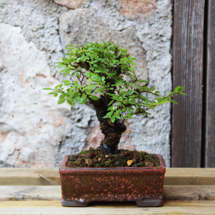ZELKOVA NIRE KEYAKI, 13 AÑOS. SOHIN. Bonsái importado de Japón