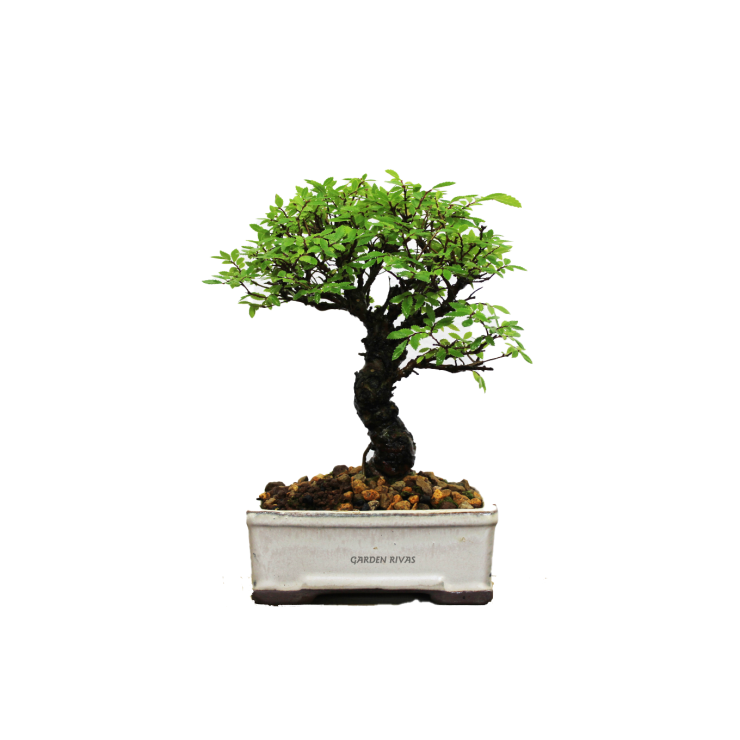 ZELKOVA NIRE KEYAKI, 13 AÑOS. SOHIN. Bonsái importado de Japón