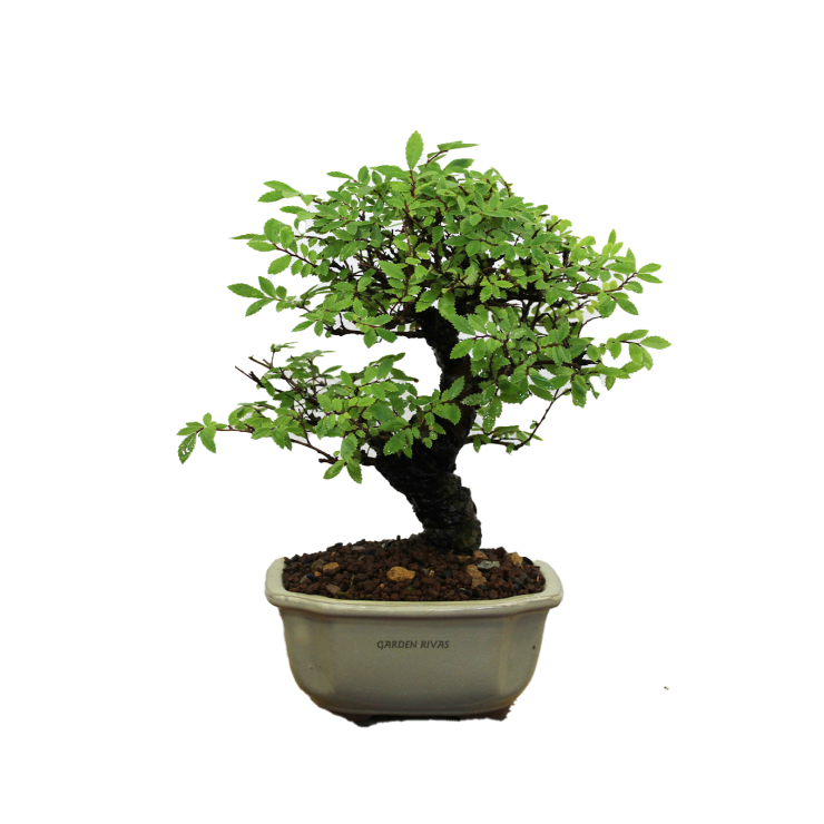 ZELKOVA NIRE KEYAKI, 13 AÑOS. SOHIN. Bonsái importado de Japón