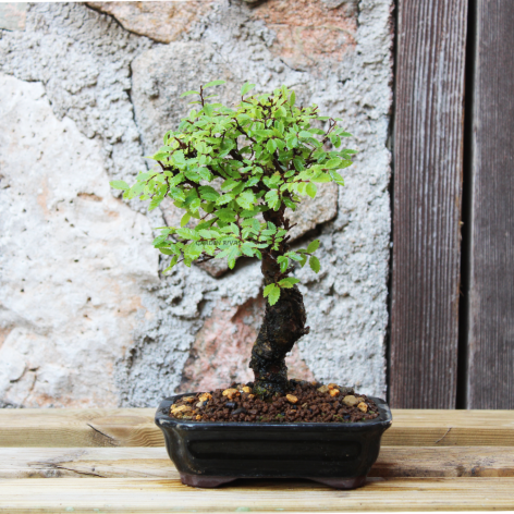 ZELKOVA NIRE KEYAKI, 13 AÑOS. SOHIN. Bonsái importado de Japón