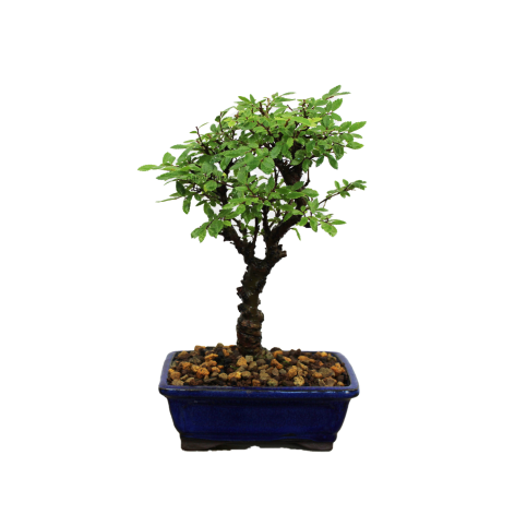 ZELKOVA NIRE KEYAKI, 13 AÑOS. SOHIN. Bonsái importado de Japón