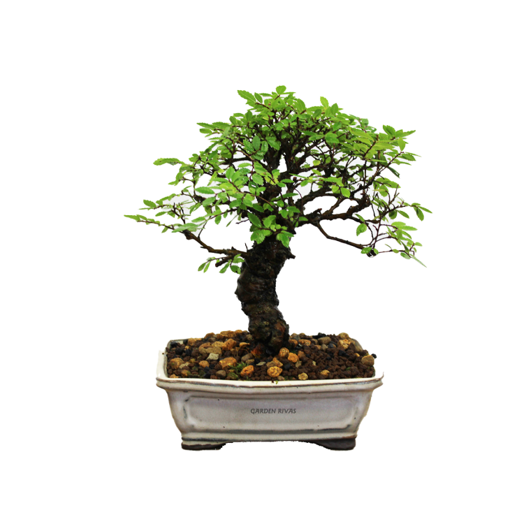 ZELKOVA NIRE KEYAKI, 13 AÑOS. SOHIN. Bonsái importado de Japón