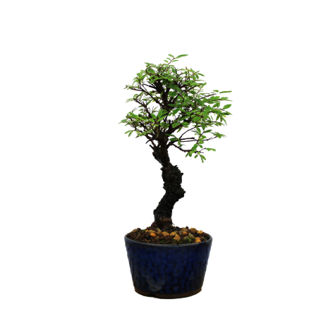 ZELKOVA NIRE KEYAKI, 12 AÑOS. Bonsái importado de Japón
