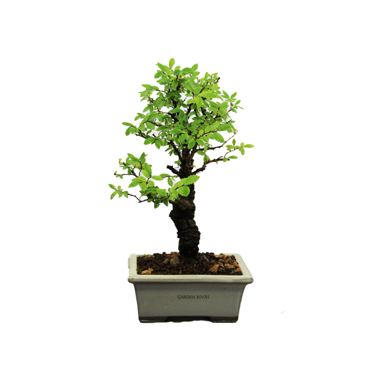 ZELKOVA NIRE KEYAKI, 12 AÑOS. Bonsái importado de Japón