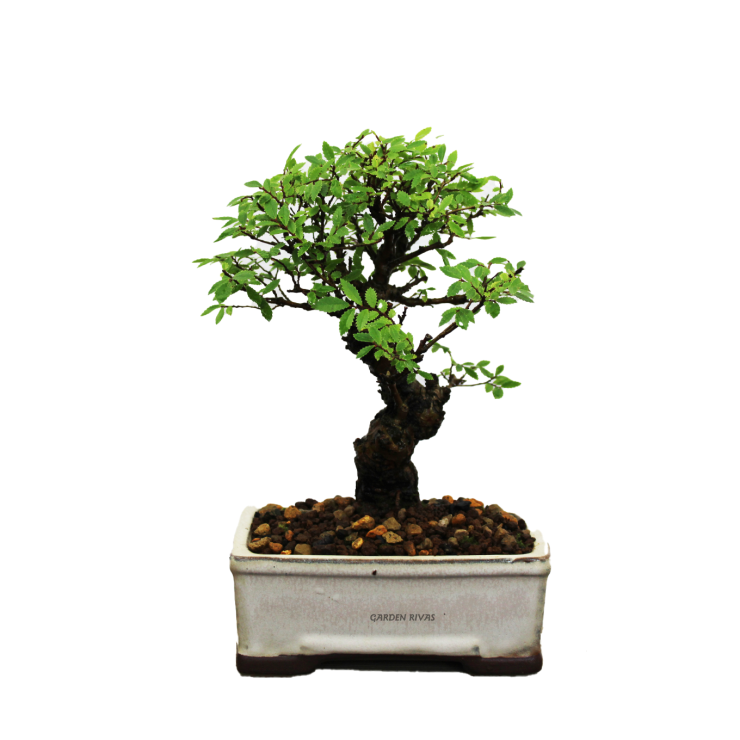 ZELKOVA NIRE KEYAKI, 12 AÑOS. Bonsái importado de Japón