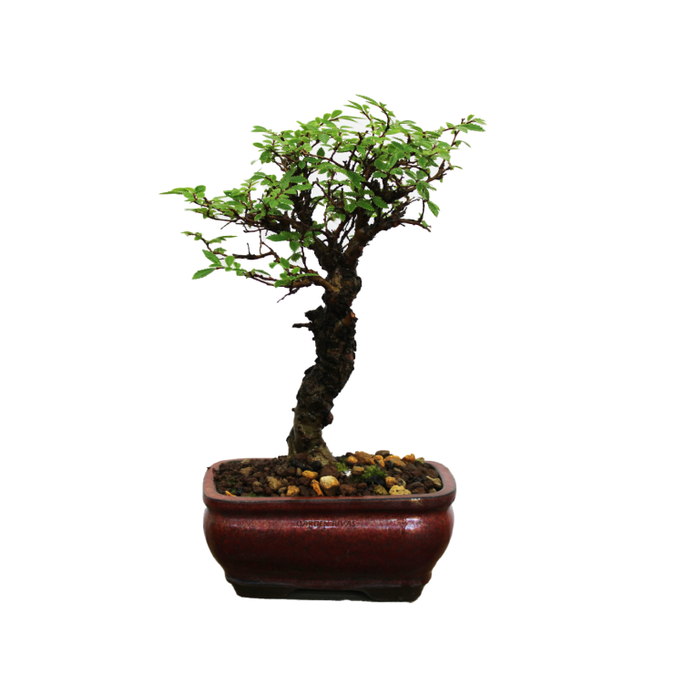 ZELKOVA NIRE KEYAKI, 12 AÑOS. Bonsái importado de Japón
