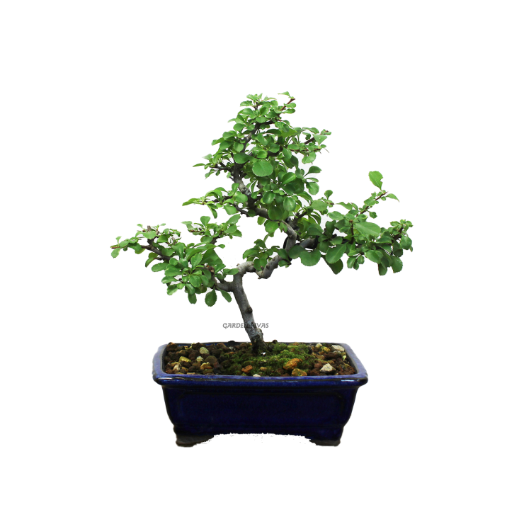 CHAENOMELES SP., 14 AÑOS. Bonsái importado de Japón