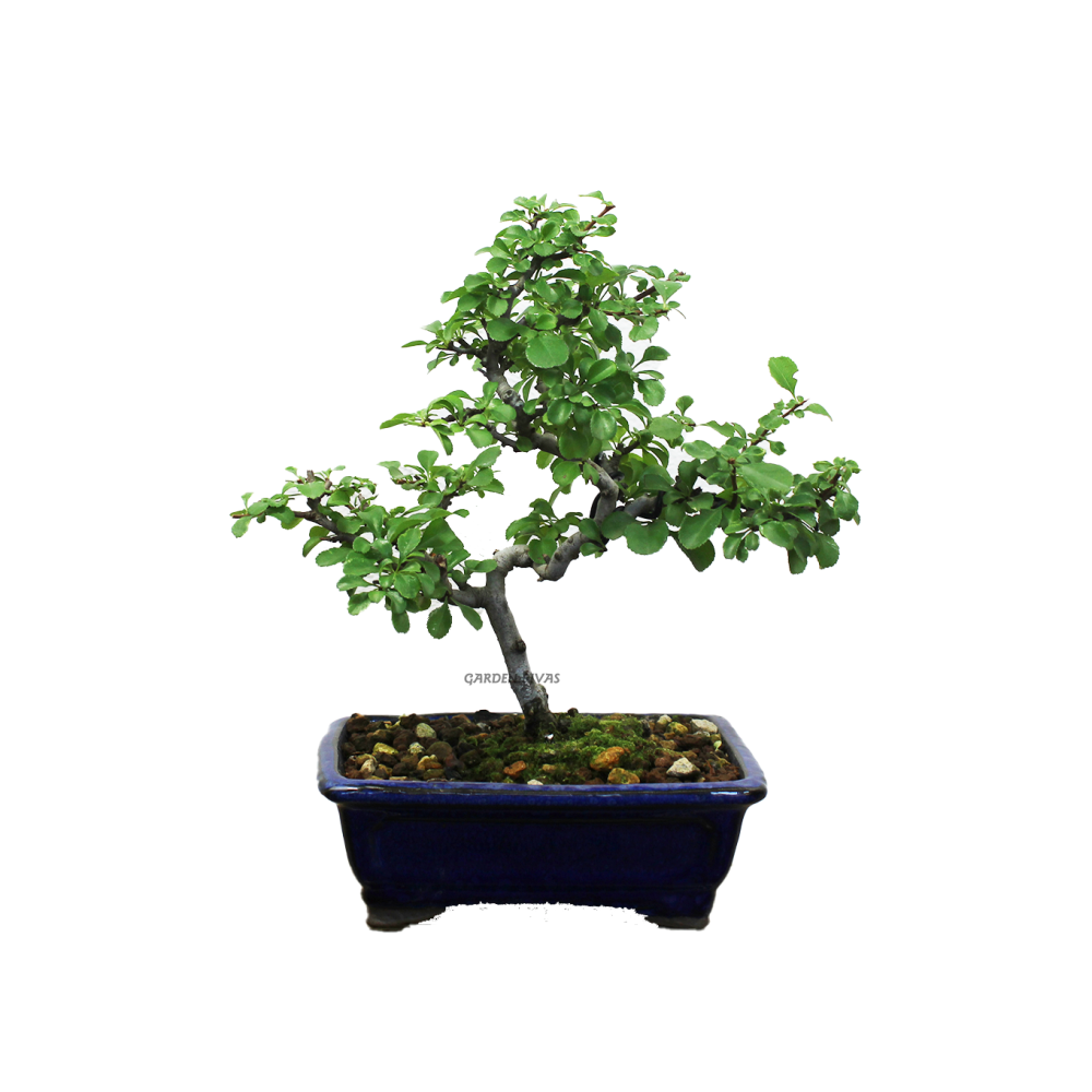 CHAENOMELES SP., 14 AÑOS. Bonsái importado de Japón