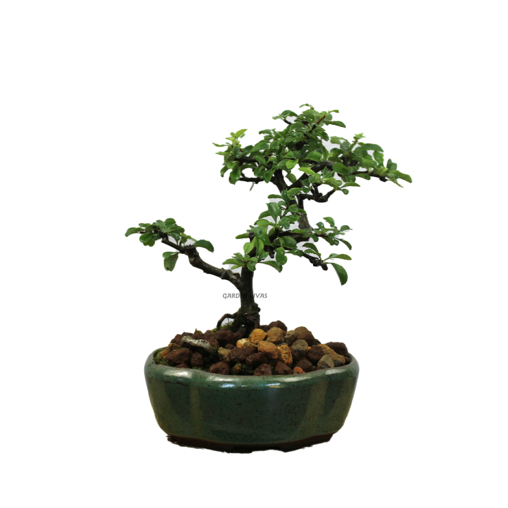 CHAENOMELES SP., 10 AÑOS. Bonsái importado de Japón