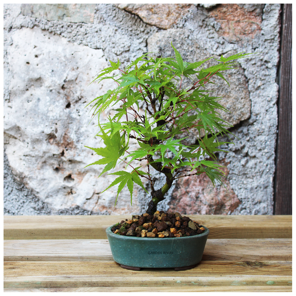 ACER PALMATUM YAMAMOMIJI, 10 aos. Bonsi importado de Japn | Garden Rivas