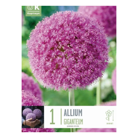 Allium 'GIGANTEUM', 1 ud