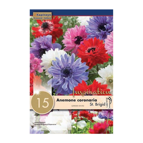Anemone coronaria 'St. Brigid', 15 ud