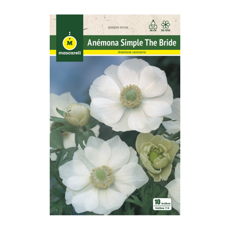 Anemone coronaria 'The bride', 10 ud