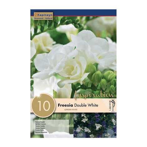 Freesia 'Double White', 10 ud
