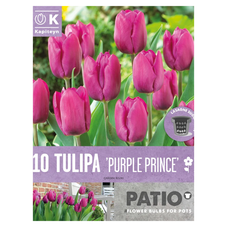 CCB.T.PP.10