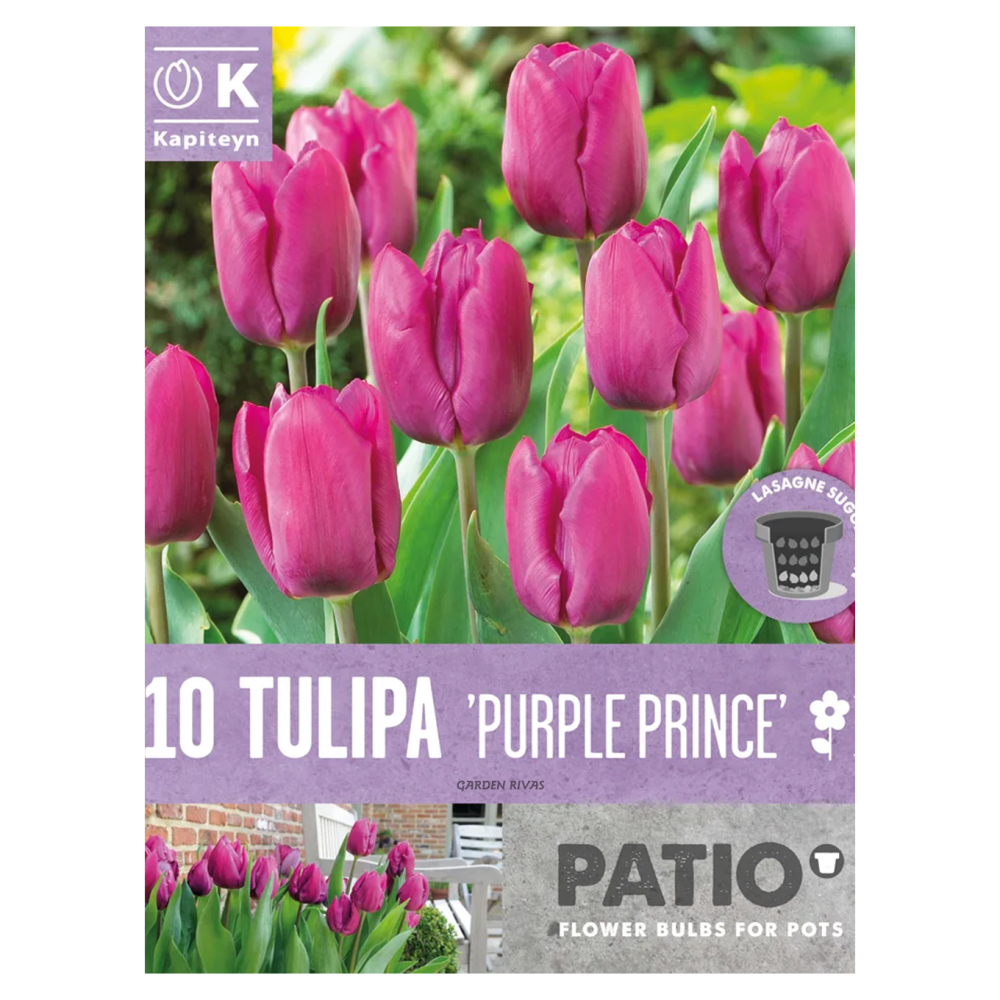 CCB.T.PP.10 CCB.T.PP.10