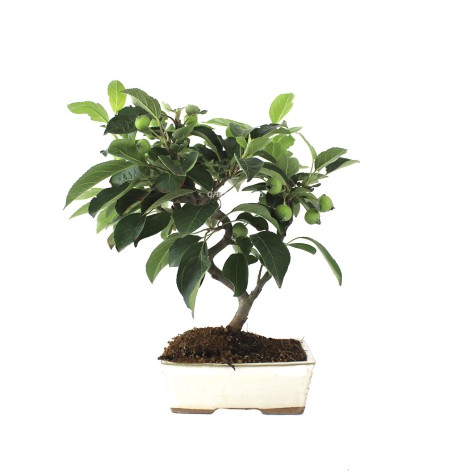 Malus 8 años bonsái exterior mediterráneo