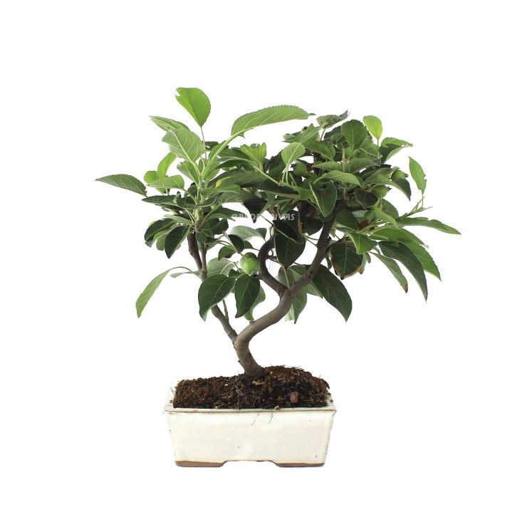 Malus 8 años bonsái exterior mediterráneo