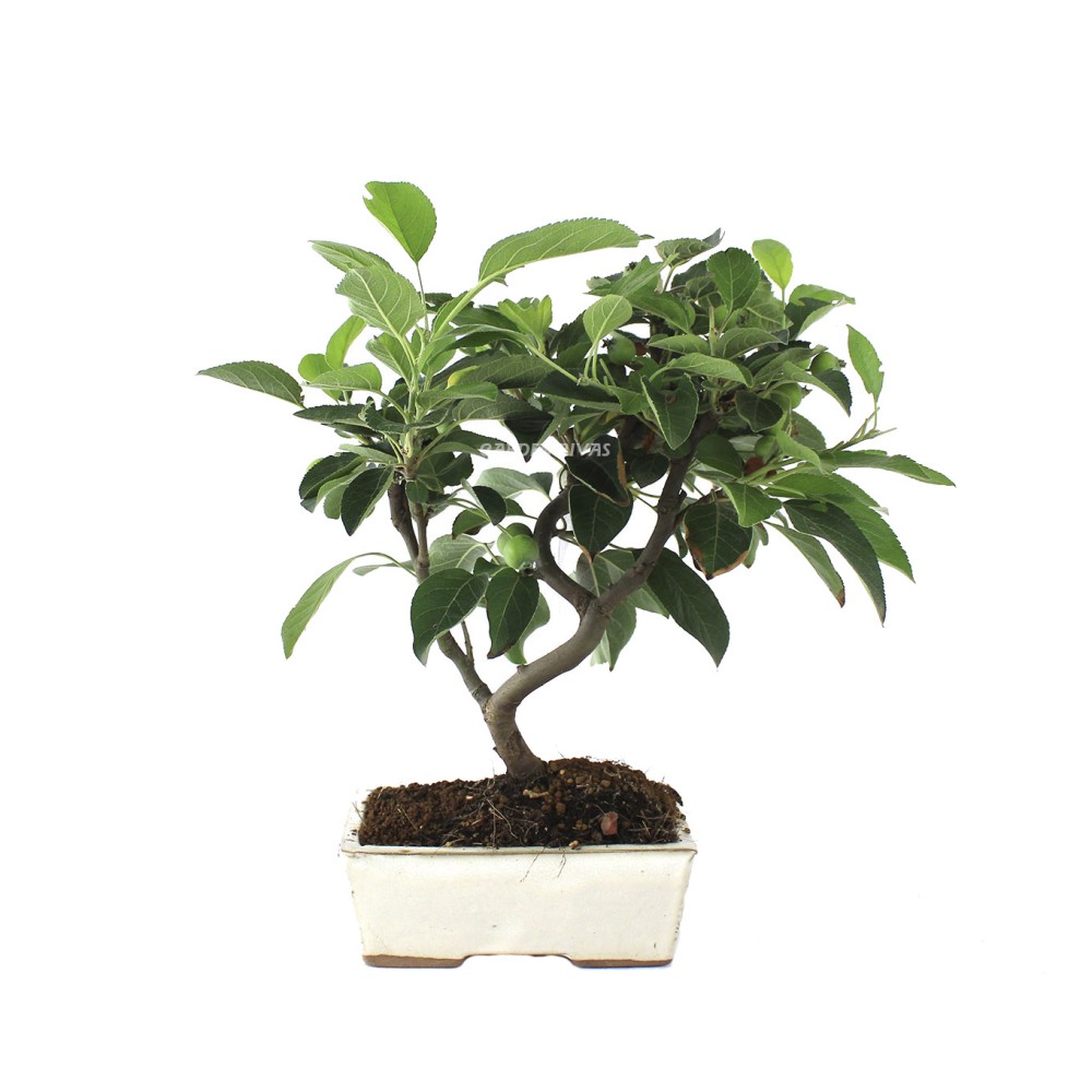 Malus 8 años bonsái exterior mediterráneo