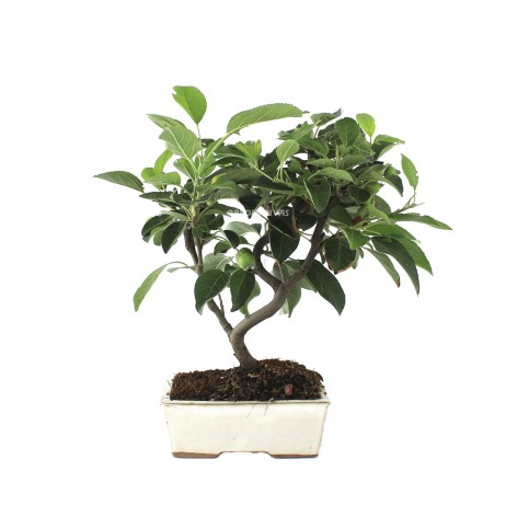 Malus 8 años bonsái exterior mediterráneo