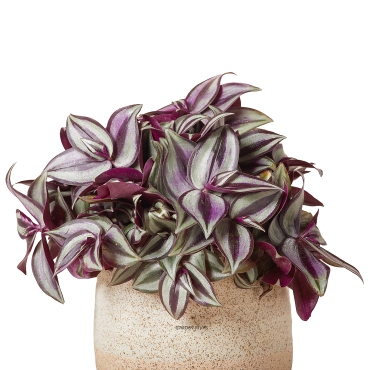 Tradescantia zebrina XL