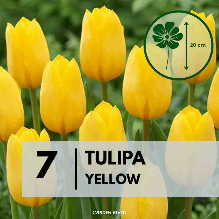 Tulipa 'Yellow', 7 uds....