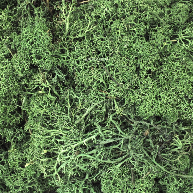 Prashent Musgo preservado, musgo verde falso para plantas en