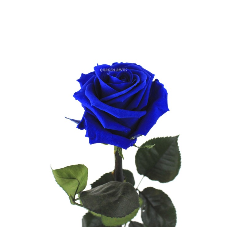 Rosa liofilizada Azul oscuro