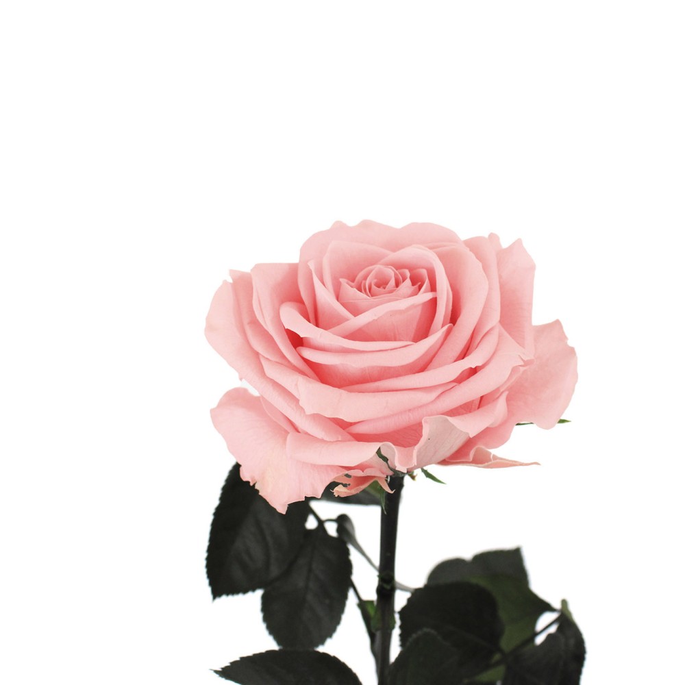 Rosa liofilizada Rosa pastel