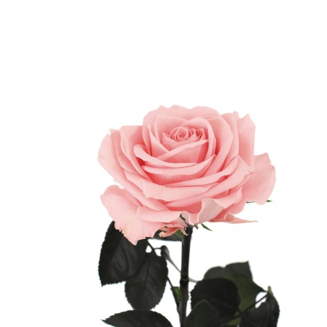 Rosa liofilizada Rosa pastel