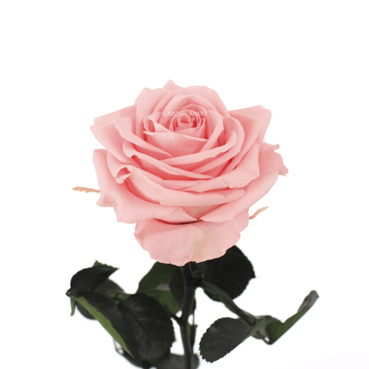Rosa liofilizada Rosa pastel
