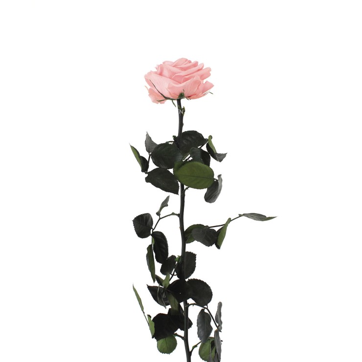 Rosa liofilizada Rosa pastel