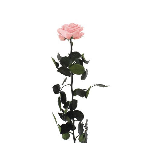 Rosa liofilizada Rosa pastel