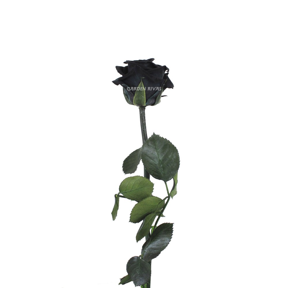 Rosa Negra - Rosa Eterna liofilizada con Entrega a domicilio
